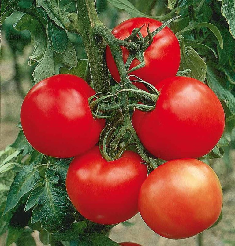 Tomate Montfavet Les Serres Des Champs Galottes