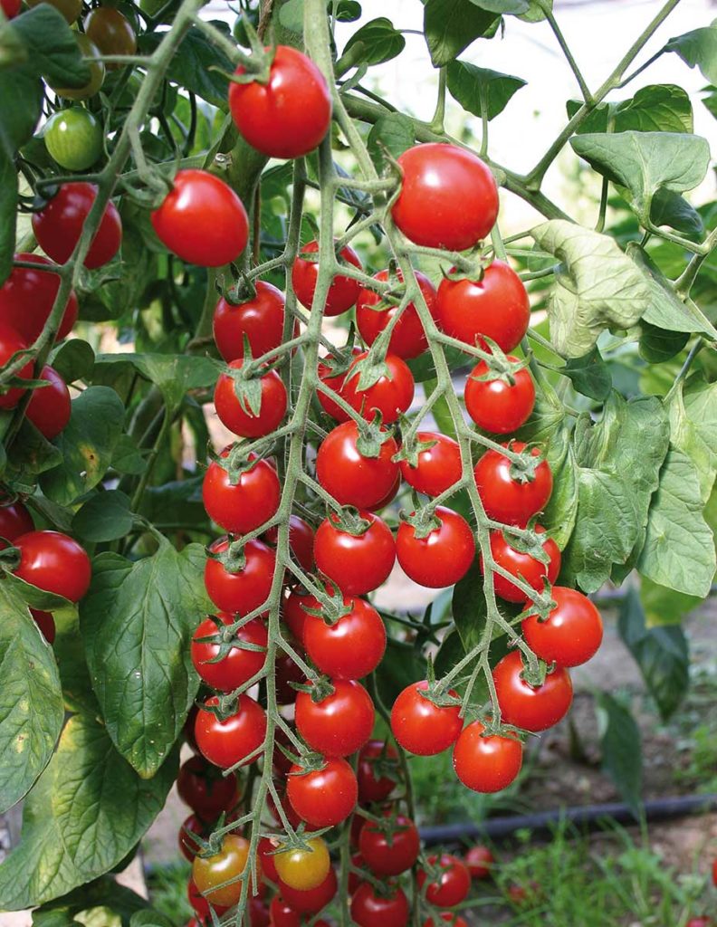 Plant de tomates cerises (5 variétés) – Les Serres des Champs Galottes